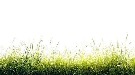 Fototapeta premium A wide, open field of grass or meadow, isolated on a white background for design purposes.