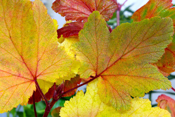 Autumn Veins Currant Leaf 05