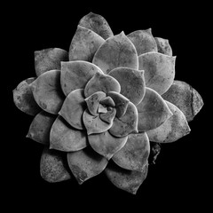 Textured monochrome close-up of a succulent