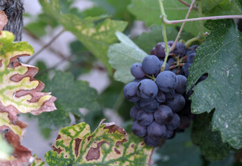 A grape called Kalecik Karası, unique to Ankara.