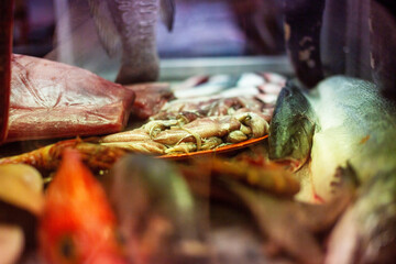 Seafood in a shop window, closeup of photo.