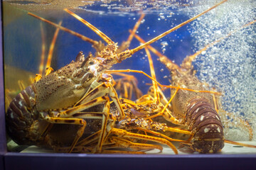 Lobster in aquarium. Fresh lobsters in aquarium close up