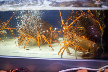Crayfish in the aquarium. Lobsters in the aquarium.