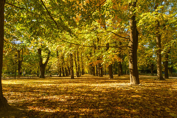 Alley of trees in autumn park. Beautiful autumn landscape.
