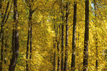 Fototapeta premium Trees with yellow leaves in the forest on a sunny autumn day.