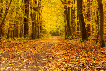 Path in autumn forest. Sunny day. Fallen yellow leaves. Beautiful bright landscape.