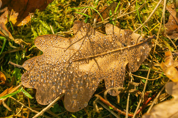 A close-up of an oak leaf resting on moss and grass, adorned with glistening water droplets, capturing the essence of a dewy autumn morning.