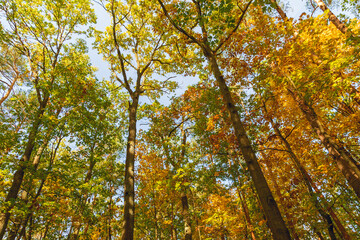 Trees with yellow leaves in the forest on a sunny autumn day.