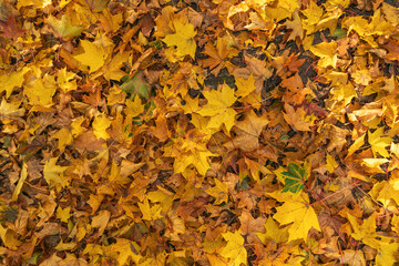 A vibrant display of autumn leaves scattered across the ground, featuring shades of yellow, orange, and brown.