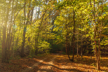 Obraz premium Path in autumn forest. Sunny day. Fallen yellow leaves. Beautiful bright landscape.