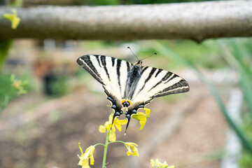 Close-up of a Scarce Swallowtail/Segelfalter (Iphiclides podalirius) collecting nectar from yellow flowers of kale in a lush summer vegetable garden