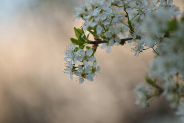 fiori bianchi di prugnolo selvatico in primavera nel bosco