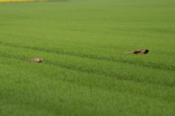 Fasanenpaar auf einem grünen Feld
