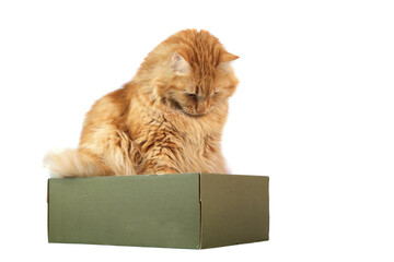 A ginger cat sitting in the box , isolated on white background