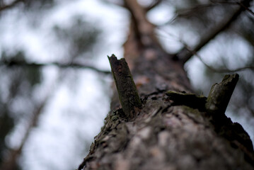 Looking up at the pine tree towering below
