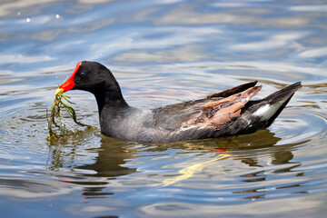 Rio de Janeiro, RJ, Brazil, 12/25/2024 - Common moorhen, waterhen, galinha d'água, frango d'água, Gallinula chloropus, on Rodrigo de Freitas Lagoon, Rio de Janeiro South Zone