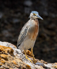 Rio de Janeiro, RJ, Brazil, 12/25/2024 - Striated heron, socozinho, Butorides striata, resting on a rock at Rodrigo de Freitas Lagoon, South Zone district