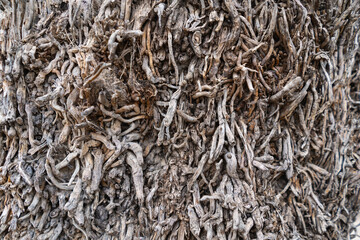 Palma de Mallorca, Spain 29.10.2021: Close-up of dried palm tree bark texture showing natural fiber pattern