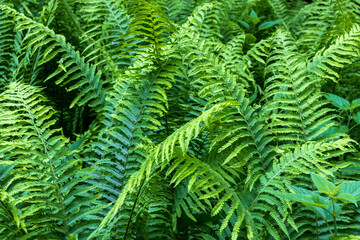 summer in a natural park, fern blooming, fascinating leaf plate shapes and an openwork crown
