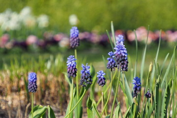 flowers in the garden