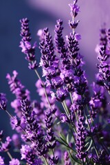 Serene Lavender: Vertical Plant Image with Copy Space on Purple Background