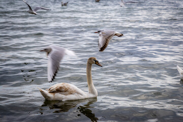 swans on the river