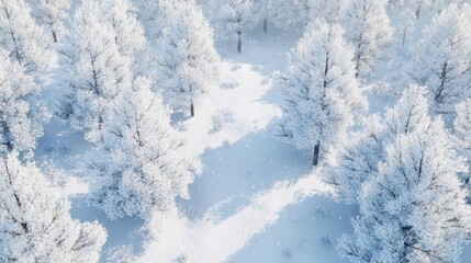 Winter white forest with snow, Christmas background