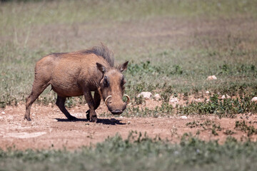 Close up of a Warthog with large tusks prowling in Addo National Park, South Africa