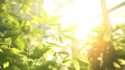 Obraz premium Bright Natural Light with Greenery in Background