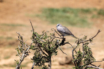 Cape Turtle Dove also known as Ring Necked Dove perched on shrub in Addo Elephant Park in South...