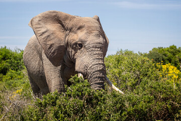 Close up of a large African  Bull Elephant in the bush at Addo National Park, South Africa © Nigel