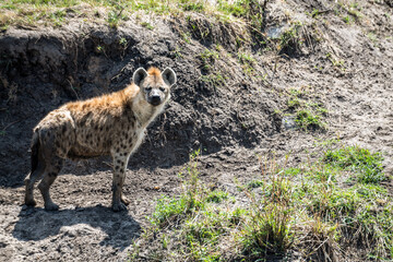 Safaritour in der Serengeti
