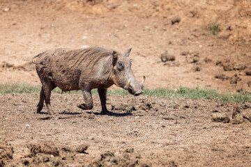 Fototapeta premium Close up of a Warthog with large tusks jogging on muddy track in Addo National Park, South Africa