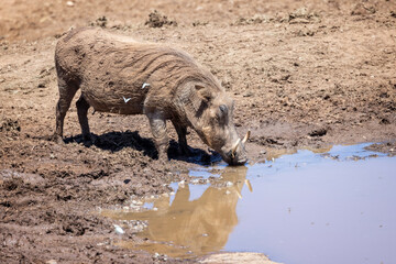 Close up of a Warthog with large tusks drinking at waterhole  in Addo National Park, South Africa