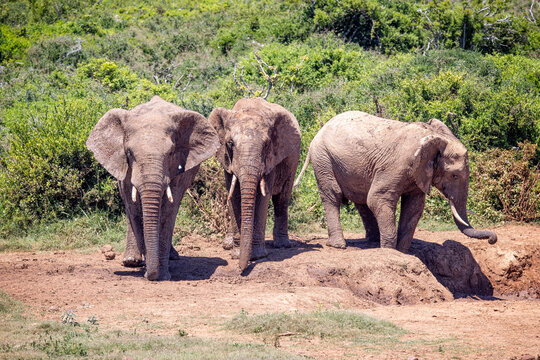 Trio of large African Elephants near muddy waterhole in the bush at Addo National Park, South Africa