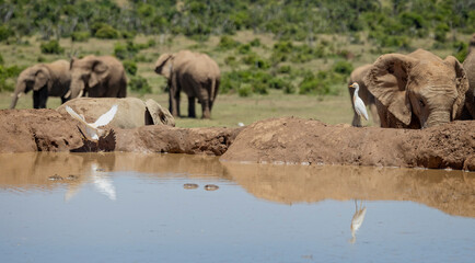 Fototapeta premium African Cattle Egrets at waterhole with group of African Elephants nearby in Addo National Park, South Africa