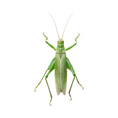 Green Grasshopper insect on Transparent Background