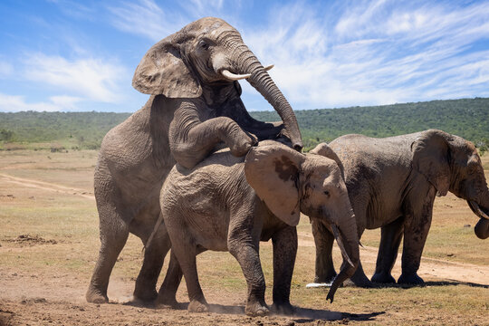 Close up of a large Bull Elephant mating in the bush at Addo National Park, South Africa