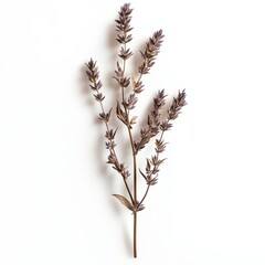 vervain on a plain white surface.