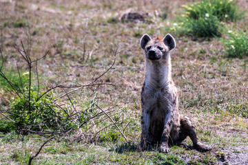 Safaritour in der Serengeti