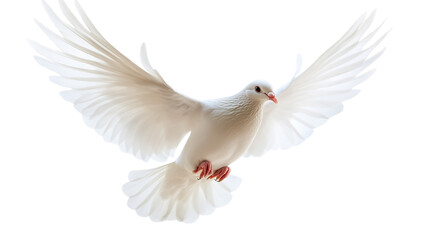 Fototapeta premium White dove flying, cut out