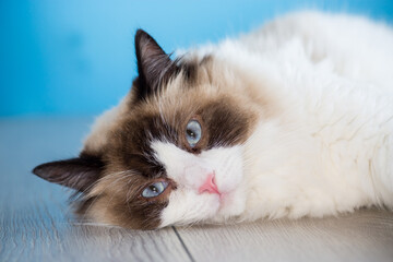 portrait of a beautiful young healthy Ragdoll cat