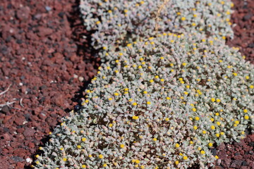 Annual Turtleback, Psathyrotes Annua, an excellent native monoclinous annual herb displaying racemose discoid head inflorescences during late Summer in Rose Valley, Northern Mojave Desert.