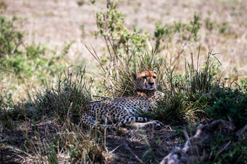 Safaritour in der Serengeti