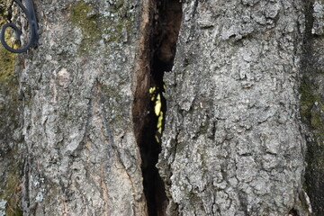 close up of a tree