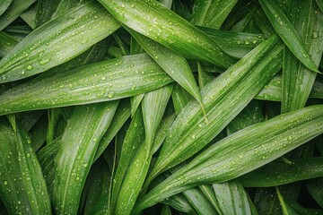 Fototapeta premium Fresh green leaves covered in water droplets revealing lush natures beauty