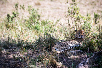 Safaritour in der Serengeti