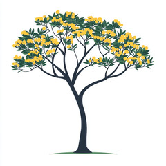 Naklejka premium Blooming white acacia in field.