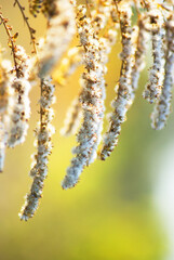 autumn leaves in the morning sun