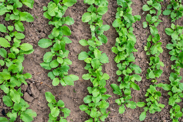 A bed with rows of green radish leaves, top view. Growing vegetables in the garden